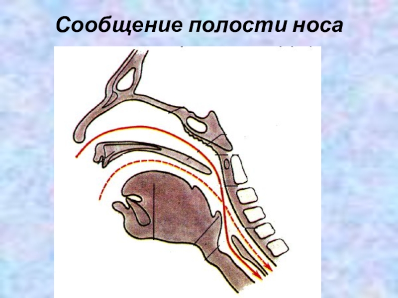 Полость носа сообщается. Решётчатая кость верхний нососвой ход. Укажите сообщения носовой полости. Сообщения полостей. Сообщения полостей.
