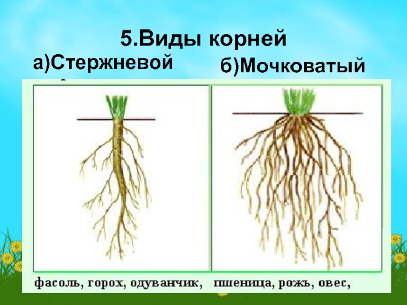 Какие корни у покрытосеменных растений. Корневая система покрытосеменных. Пшеница мочковатая или стержневая. Стержневая и мочковатая корневая система. Типы корневой системы у покрытосеменных.