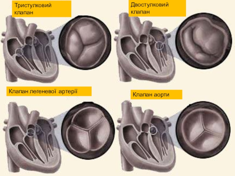 Трехстворчатый клапан сердца. 4 Створчатый аортальный клапан. Клапан двухстворчатый клапан сердце. Трехстворчатый клапан и двухстворчатый клапан. Аортальный клапан трехстворчатый.