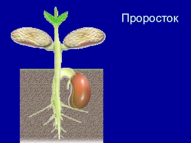 Презентация на тему условия прорастания семян 6 класс