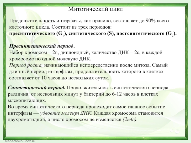 Удвоение количества днк. В какой период клеточного цикла удваивается количество ДНК. Периоды митотического цикла. В интерфазе митотического цикла ДНК удваивается. В какой период митотического цикла удваивается количество ДНК.