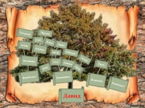 Презентация ученицы 9 класса к уроку ТКО