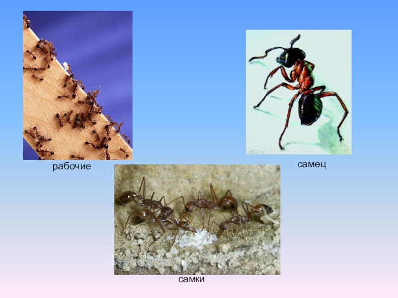 Презентация муравьи 7 класс биология