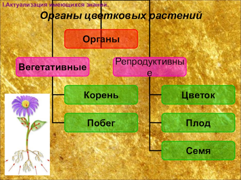 Органы растения бывают. Органы цветковых растений 5 класс биология таблица. Органы цветкового растения 5 класс биология таблица. Функции органов цветкового растения 6 класс. Вегетативные органы цветковых растений.
