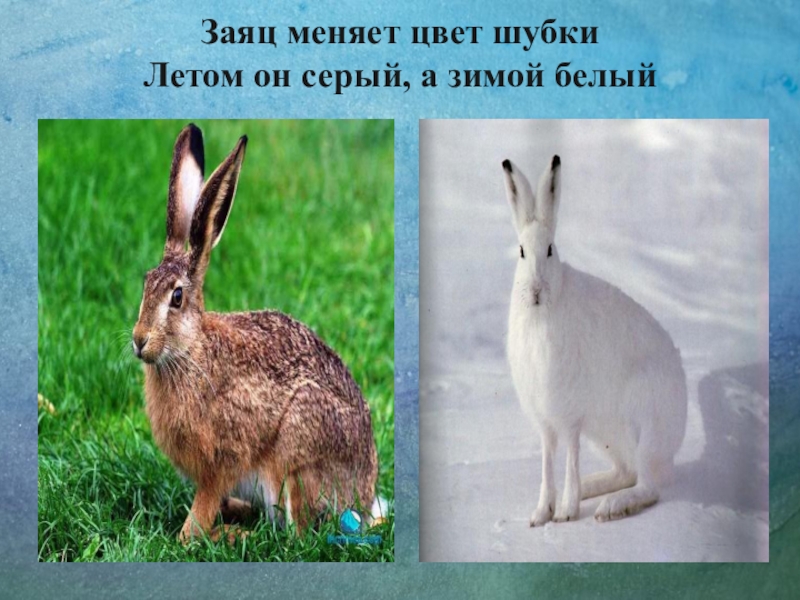 Изменение окраски шерсти кролика. Заяц меняет цвет шубки. Заяц меняет окрас. Заяц зимой и летом. Зайцы меняют окраску зимой.