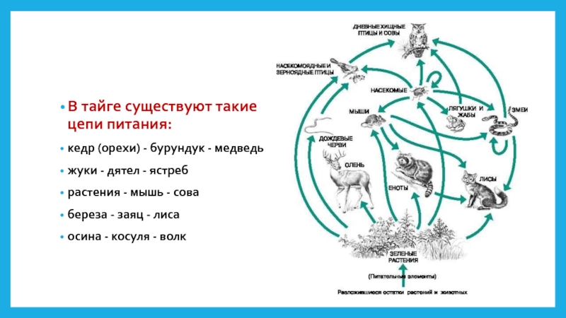 Презентация пищевые связи круговорот веществ и энергии