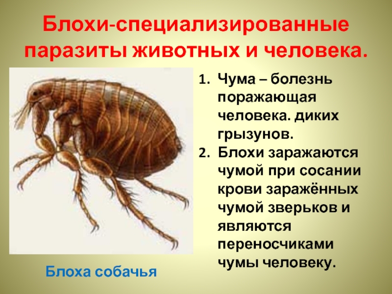Блоха чума. Характеристика отряда блохи. Отряды насекомых блохи. Блохи являются переносчиками.