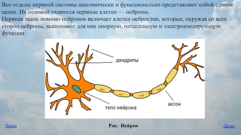 Нервная ткань состоит из собственно нервных клеток. Взаимоотношения нейронов и нейроглии.. Функции нейроглии. Отделы нервной клетки. Кольцевое взаимодействие нейронов.