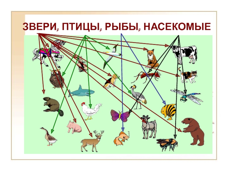 Насекомых рыб птиц зверей. Птицы звери насекомые. Птицы, рыбы и звери. Птицы рыбы насекомые. Название насекомых рыб птиц зверей.