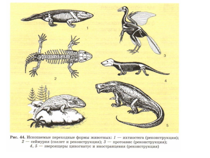 На рисунке изображены скелет и реконструкция протоависа вымершего животного обитавшего 225 210