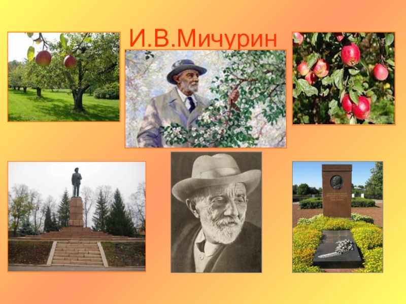 Мичурин биография фото