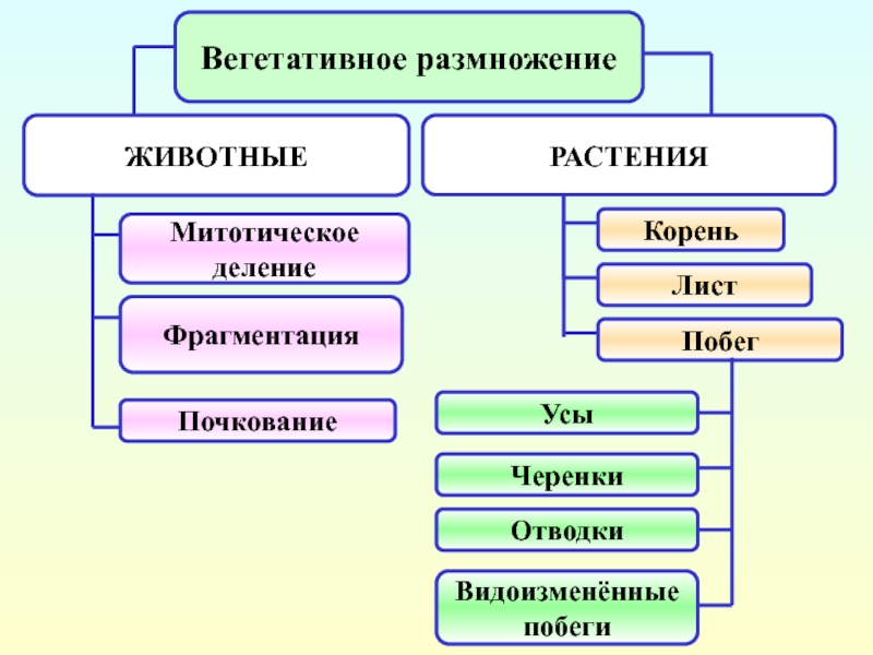 Презентация способы размножения организмов