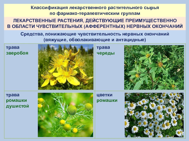 Сырье каких лекарственных растений используется. Классификация лечебных трав. Лекарственное растительное сырье цветки. БАВ лекарственных растений. Лекарственное растение по группам.