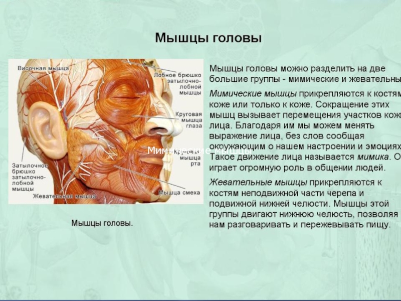 Особенности мимических мышц. Жевательные и мимические мышцы лица. Жевательные и мимические мышцы лица анатомия. Мимические и жевательные мышцы головы анатомия. Мышцы головы мимические мышцы жевательные мышцы функции.