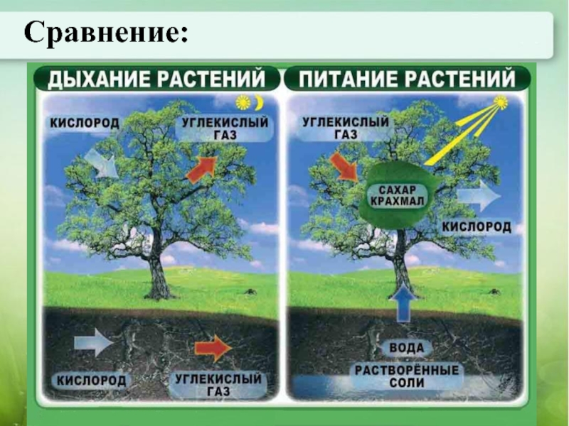 Дыхание растений презентация