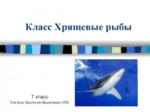 Презентация Класс Хрящевые рыбы