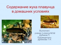 Презентация Содержание жука плавунца в домашних условиях