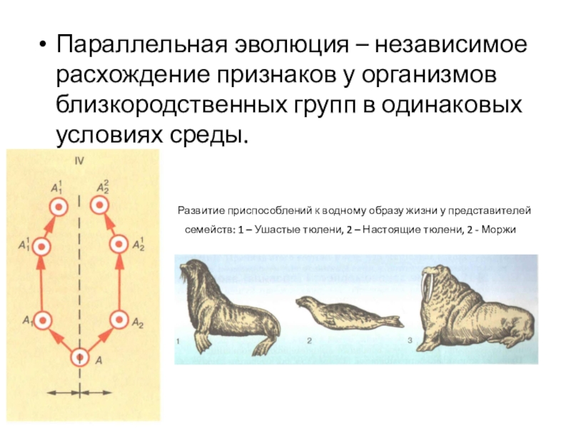 Определите какой эволюционный процесс изображен на схеме что является движущими силами