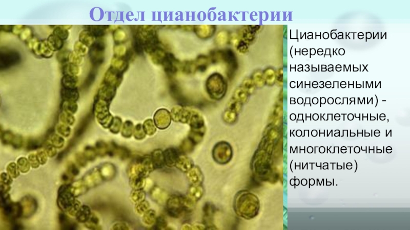 Группы организмов цианобактерии. Носток цианобактерия. Цианобактерии одноклеточные водоросли. Колониальные цианобактерии. Цианобактерии биология 7 класс.