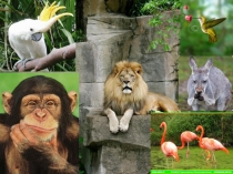 Презентация по русскому языку на тему Несклоняемые имена существительные