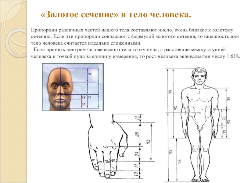 Проект золотое сечение в теле человека