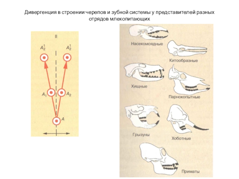 К какому отряду класса млекопитающие относят животных с зубной системой изображенной на рисунке