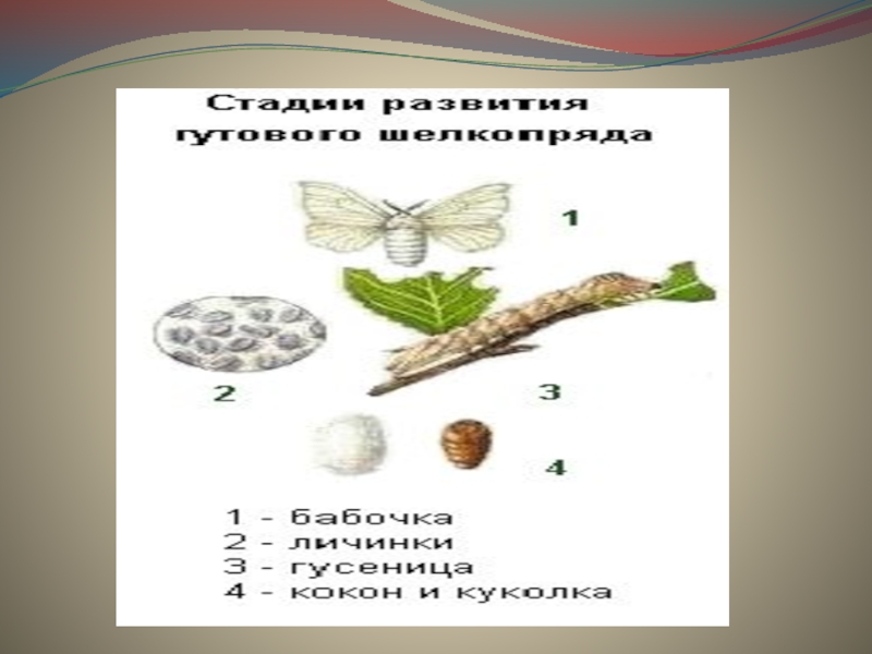 Какой тип развития изображен на рисунке. Стадии развития шелкопряда. Цепь питания шелкопряд. ОГЭ по биологии тутовый шелкопряд. Ресурсный цикл шелкопряда.