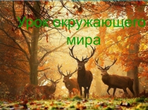 Презентация по окружающему миру Разнообразие животных