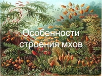 Презентация по биологии на тему Особенности строения мхов 5 класс