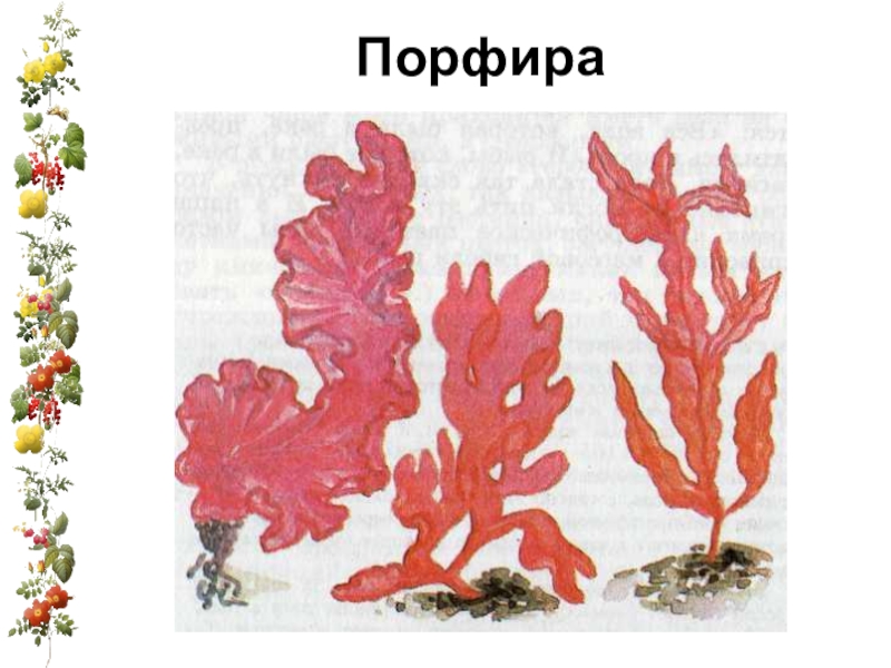 Красные водоросли 7 класс впр. Порфира водоросль и Филлофора. Красные водоросли порфира. Багрянка порфира. Красные водоросли порфира Филлофора.