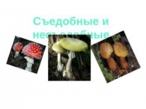 Презентация по биологии на тему: Грибы