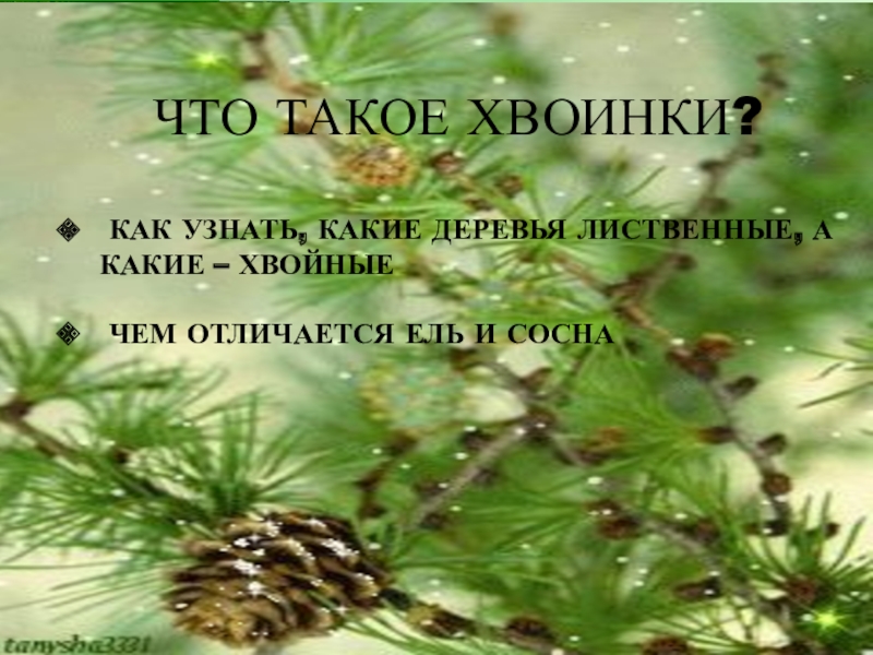 Что такое хвоинки 1 класс. Что такое хвоинки. Ель хвоинки. Хвоинки сосна и ель. Хвоя хвоя.