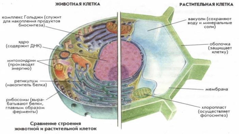 Различия строения клеток