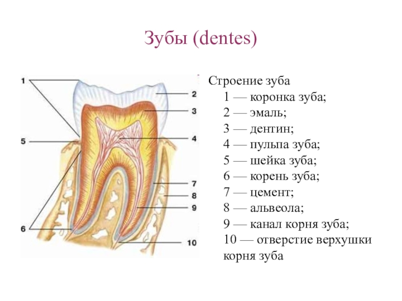 На рисунке изображен фрагмент челюсти с внутренним строением зуба какой буквой