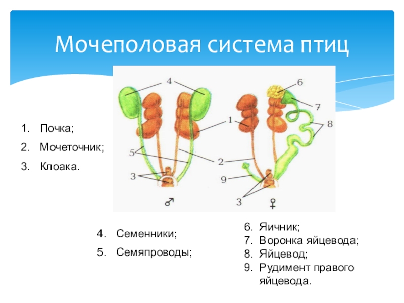 Презентация по биологии 7 класс размножение и развитие птиц