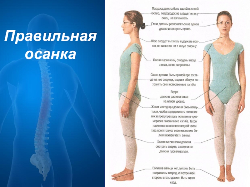 Правильное описание фото. Осанка картинки. Какая должна быть правильная осанка. Анатомически правильная осанка. Правильная поза при пении.