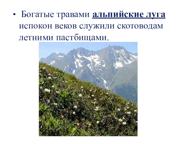Растения высокой поясности. Высотная поясность Альпийские Луга. Области ВЫСОТНОЙ поясности Кавказа. Горные территории с ВЫСОТНОЙ поясностью. Высотная поясность Эльбруса.
