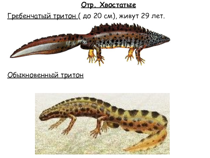 Тритон обыкновенный презентация
