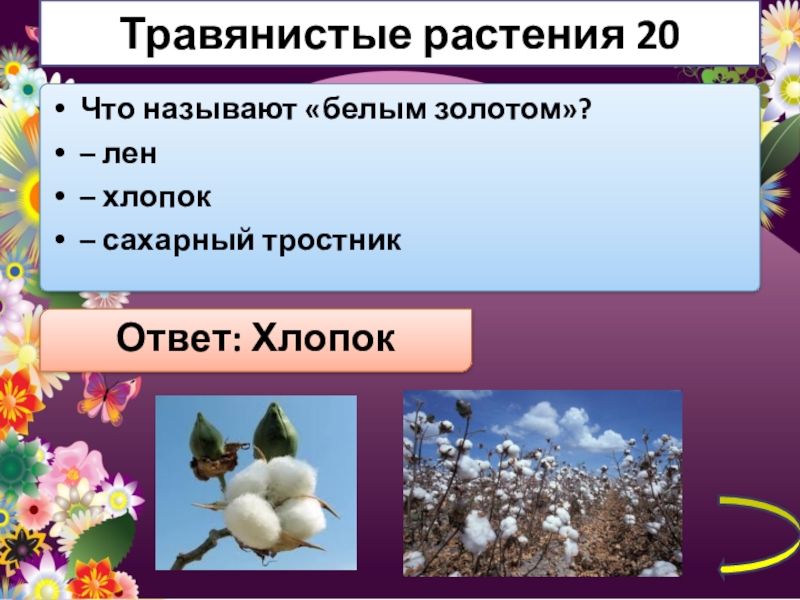 какие растения используют для производства ткани. назовите растения из предложенного списка хлопок лен. коробочка хлопка. прядильные сорта культурных растений. лён долгунец стебель волокна.