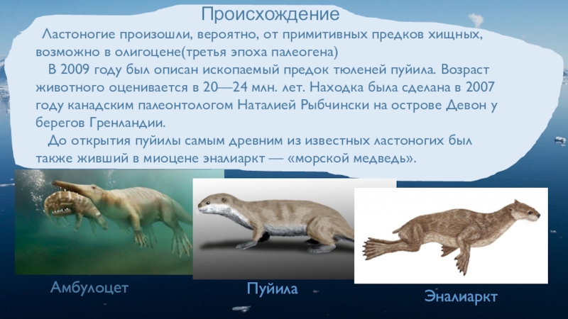 вероятно произошел