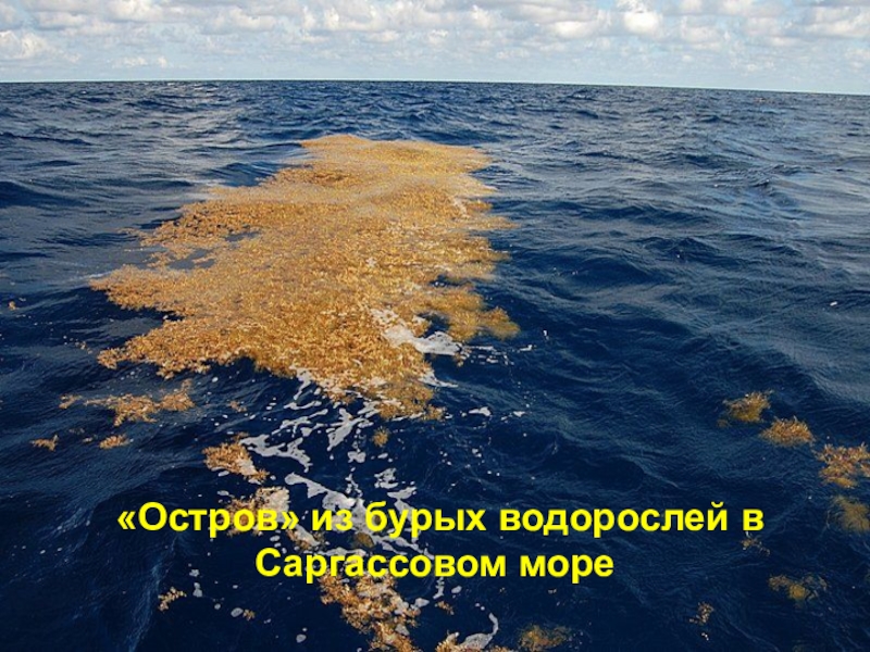 Какое название имеет море без берегов. Саргассово море ламинария. Остров из бурых водорослей в Саргассовом море. Саргассово море водоросли саргассум. Саргассово море бурые водоросли.