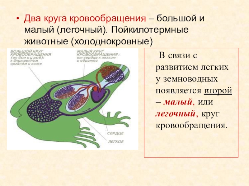 У каких животных впервые появилась. Два круга кровообращения у земноводных. Большой круг кровообращения у земноводных. Малый круг кровообращения у земноводных. Легочный круг кровообращения у земноводных.