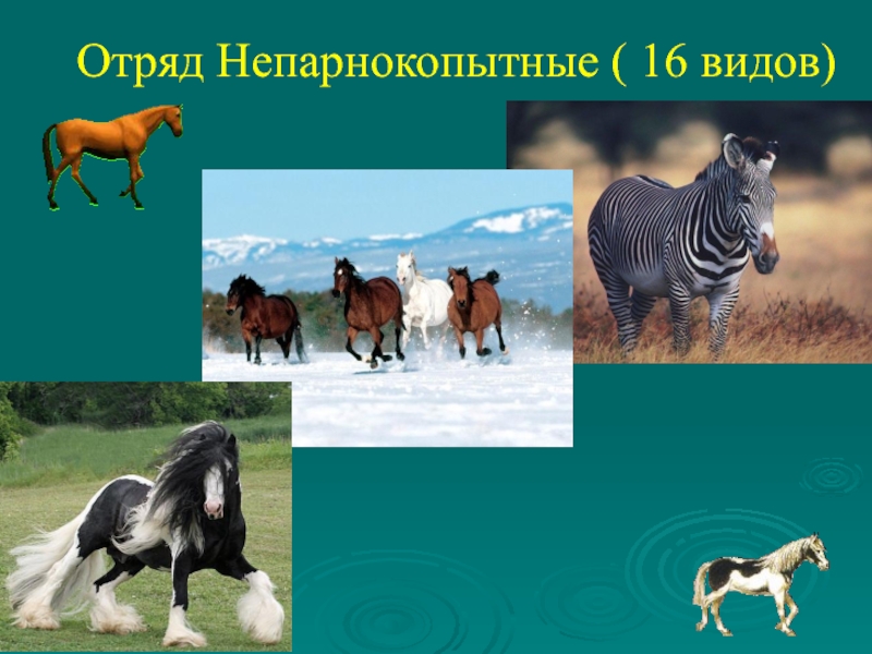 Презентация отряды млекопитающих парнокопытные непарнокопытные 7 класс