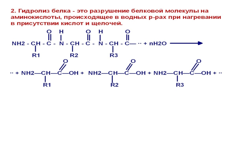 Какие вещества образуются при гидролизе белка. Гидролиз белков схема. Реакция щелочного гидролиза трипептида. Схема реакции гидролиза белка. Схема гидролиза трипептида.