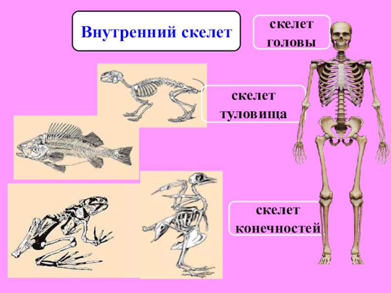 Внутренний скелет впервые. Внутренний скелет. Внутренний скелет и внешний скелет. Скелет головы туловища и конечностей. Скелет головы .......... Скелет конечностей.