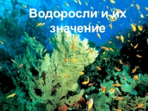 Презентация к уроку биологии в 6 классе на тему Водоросли. Их значение