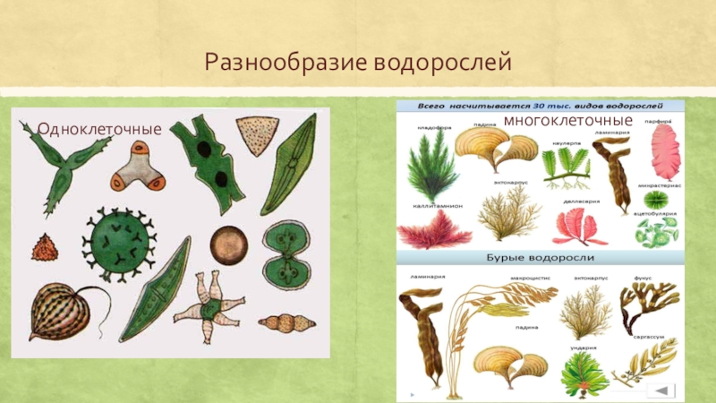 Выбери картинки на которых изображены водоросли 5 класс