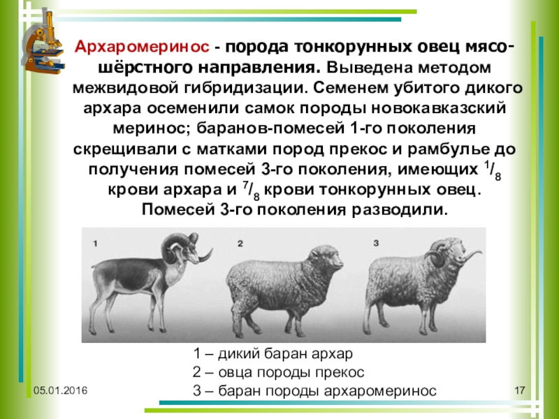 Описать гибридов. Тонкорунные овцы меринос + дикий баран Архар = архаромеринос. Архаромеринос селекция. Тонкорунные породы овец шерстного направления. Казахский архаромеринос порода овец.