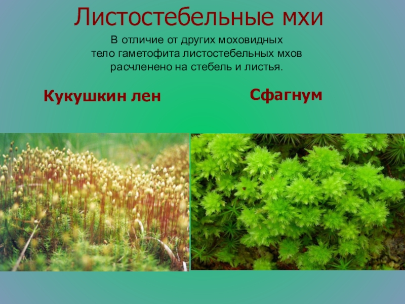 Примеры мхов 7 класс биология. Листостебельные мхи сфагнум. Отдел Моховидные 7 класс биология. Класс листостебельные мхи. Гаметофит листостебельных мхов.