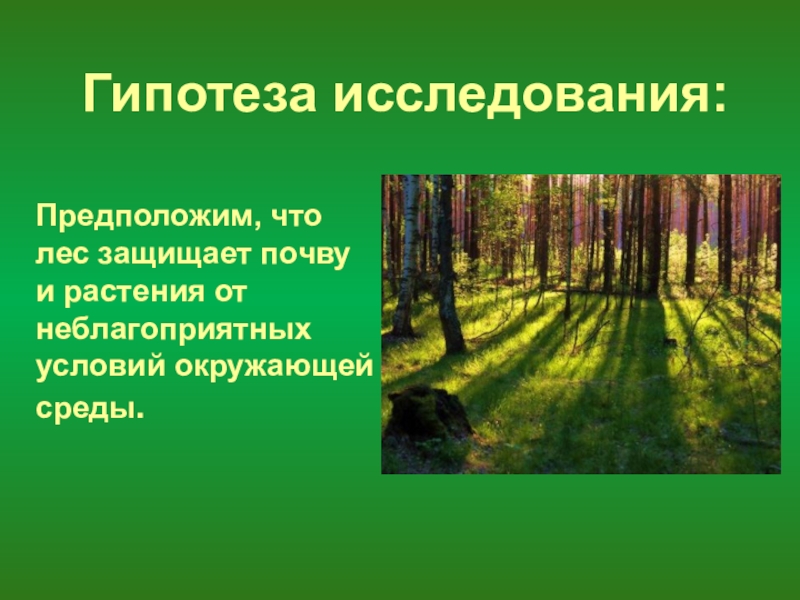 Как лес защищает почву. Лес защищает почву. Гипотеза леса. Гипотеза про лес. Как леса защищают почву.